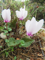 Cyclamen graecum mindleri