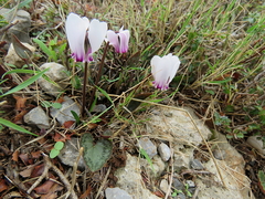 Cyclamen graecum mindleri