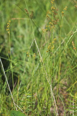 Juncus brachycarpus