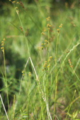 Juncus brachycarpus