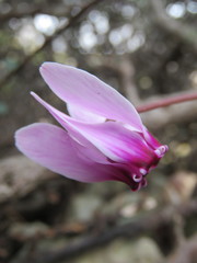 Cyclamen graecum mindleri
