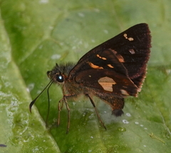 Dalla xantha