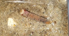 Pectinariidae