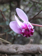 Cyclamen graecum mindleri