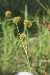 Juncus brachycarpus
