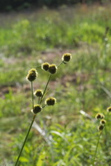 Juncus brachycarpus