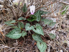 Cyclamen graecum mindleri