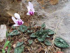 Cyclamen graecum mindleri