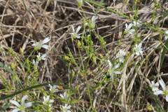 Mononeuria muscorum