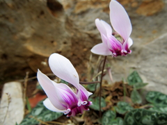 Cyclamen graecum mindleri
