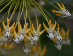 Hoya multiflora