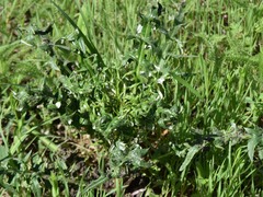 Cirsium texanum