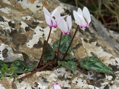 Cyclamen graecum mindleri