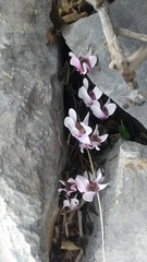 Cyclamen graecum mindleri