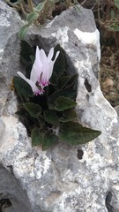 Cyclamen graecum mindleri