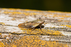 Omalophora pectoralis