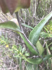 Lilieae