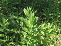 Plectocephalus americanus