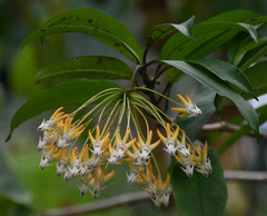Hoya multiflora
