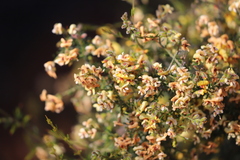 Jacksonia dendrospinosa