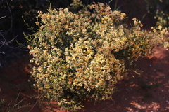 Jacksonia dendrospinosa