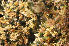 Jacksonia dendrospinosa