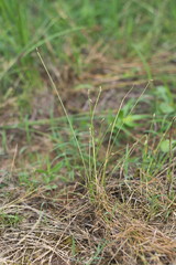 Eleocharis engelmannii