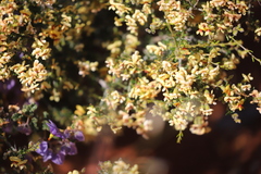 Jacksonia dendrospinosa