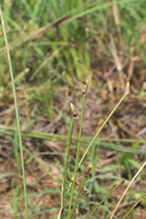 Eleocharis engelmannii