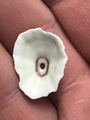 Fissurella barbadensis