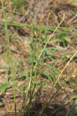 Eleocharis engelmannii