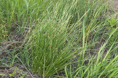 Eleocharis engelmannii