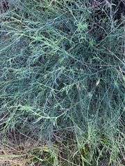 Thamnosma texana