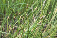 Eleocharis engelmannii