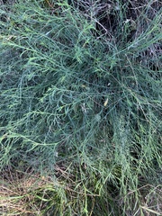 Thamnosma texana