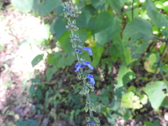 Salvia helianthemifolia
