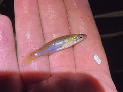 Fundulus blairae