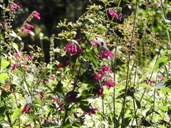 Salvia curviflora