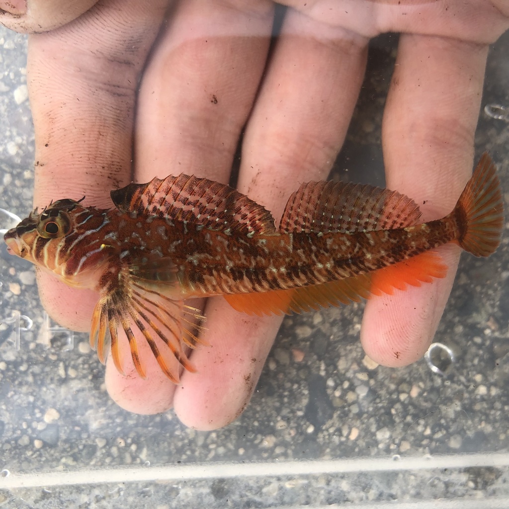 Longfin Sculpins