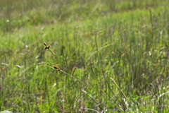 Carex hirsutella