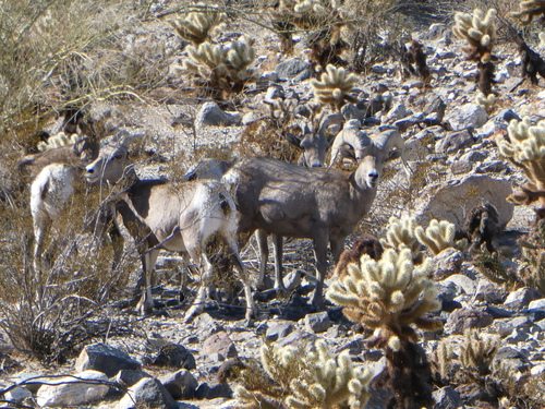 iNaturalist observation photo of Desert Bighorn Sheep