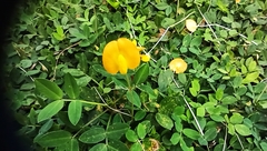 Arachis