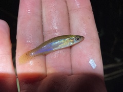 Fundulus blairae