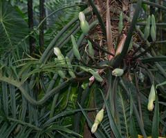 Philodendron tortum