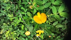 Arachis