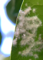 Aleurothrixus floccosus