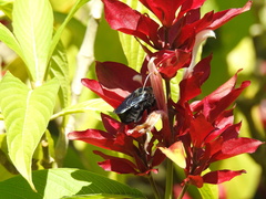 Xylocopa frontalis