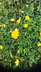 Arachis