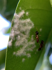 Aleurothrixus floccosus