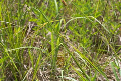 Carex hirsutella